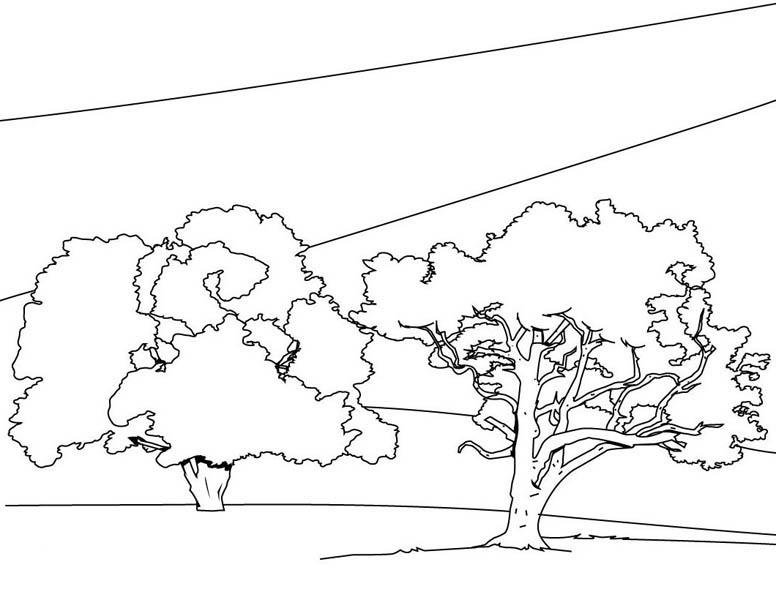 rainforest walking trees coloring pages - photo #8