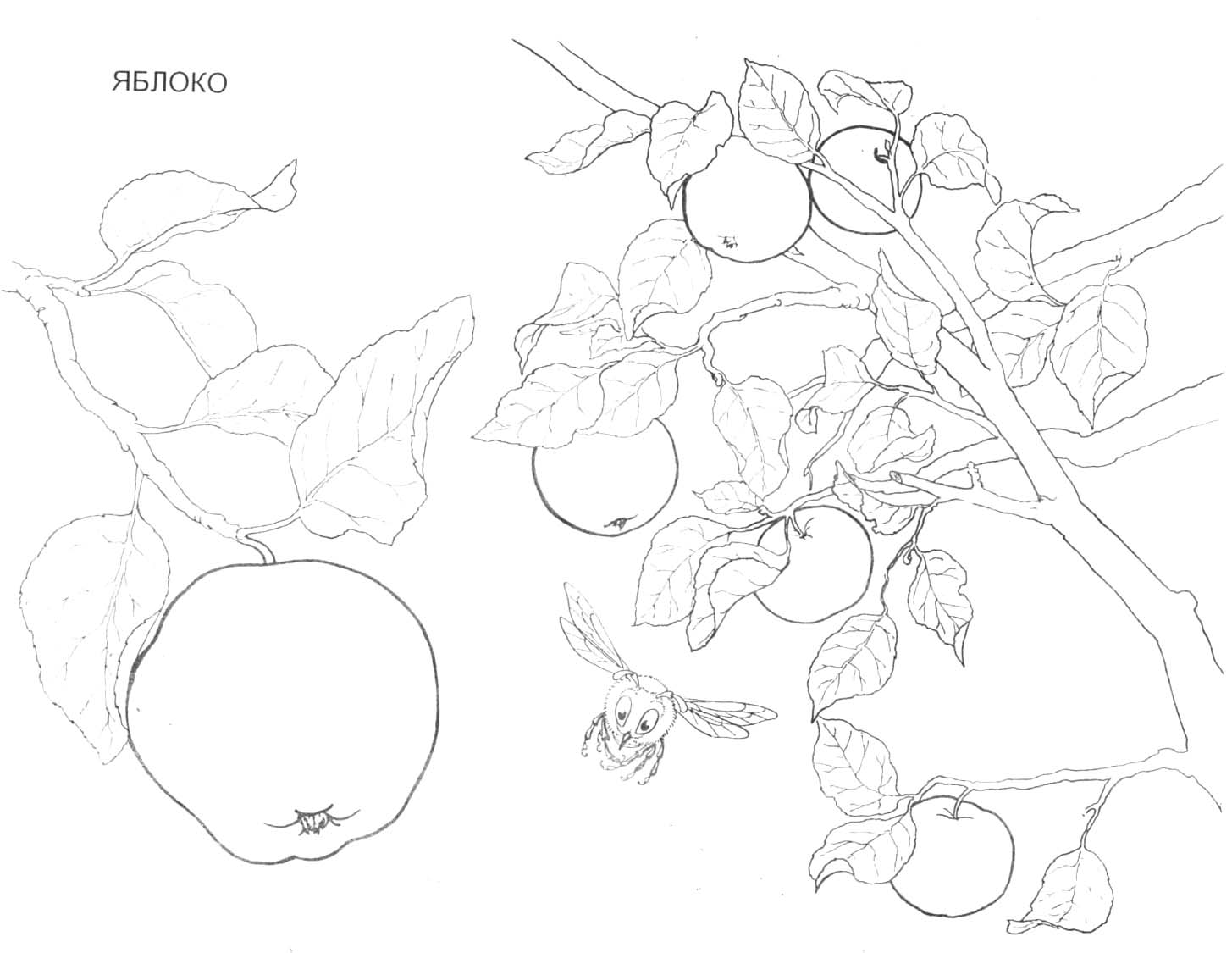 fruit et berries dessins à colorier fruit et berries enfants