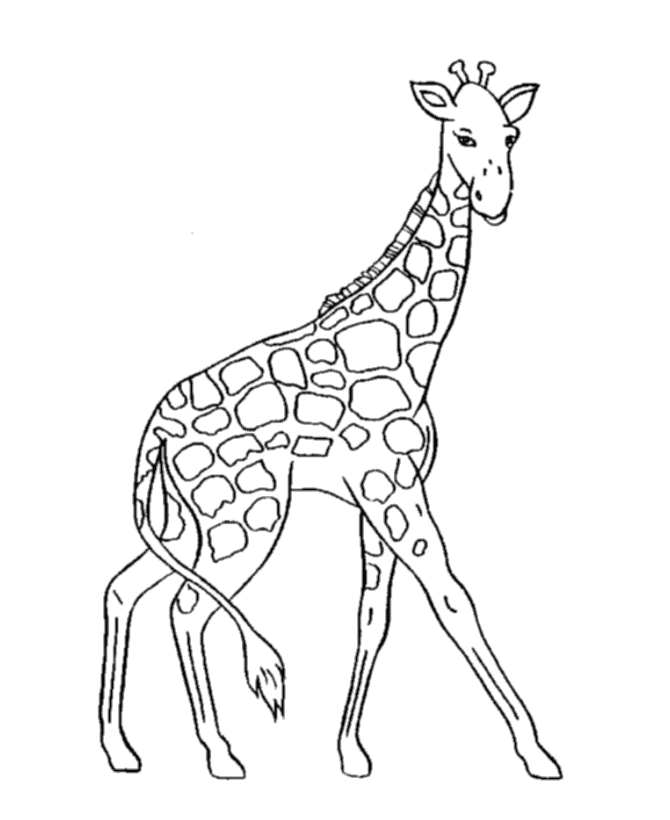 Dessin #13046 - coloriage de girafe gratuit à imprimer et colorier