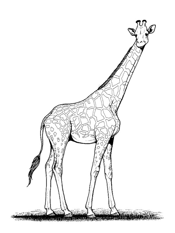 Dessin #13048 - Dessin gratuit de girafe a colorier