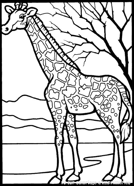 Dessin #13049 - coloriage girafe à colorier