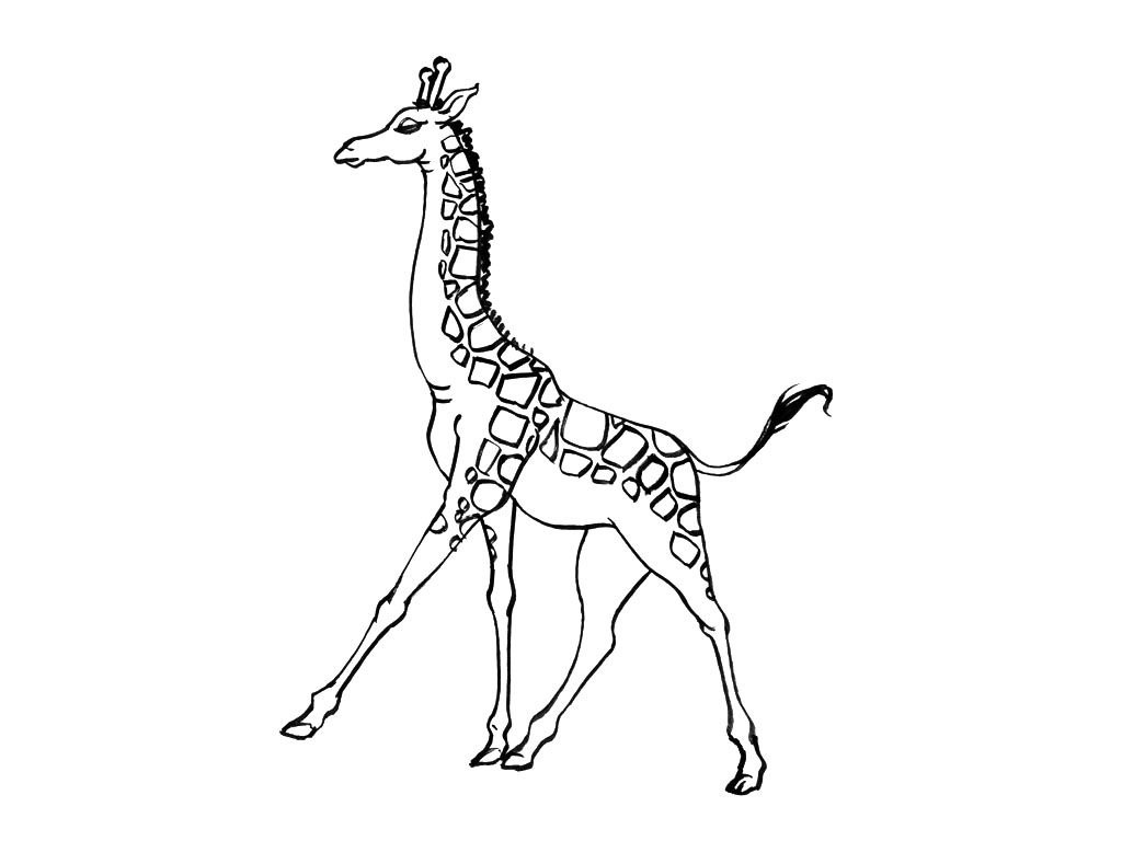 Dessin #13052 - Dessin de girafe à imprimer