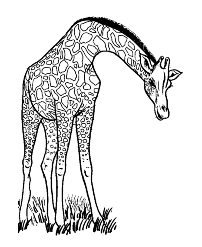 Dessin #13057 - coloriage gratuit de girafe à imprimer