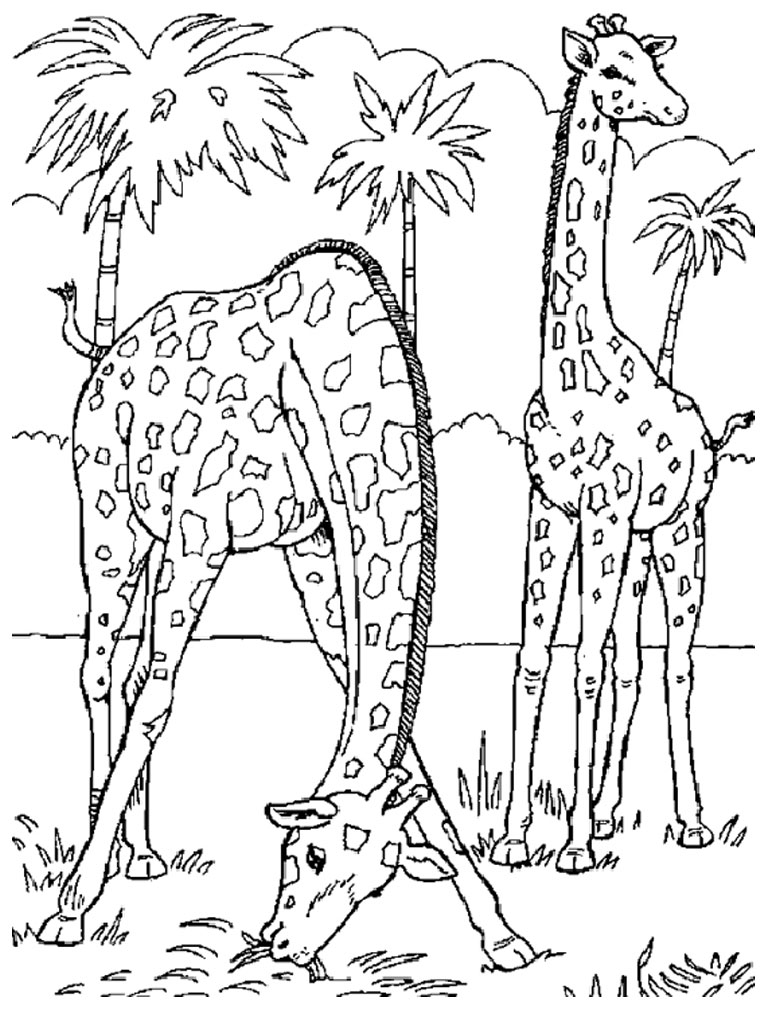 Dessin #13059 - Coloriage girafe