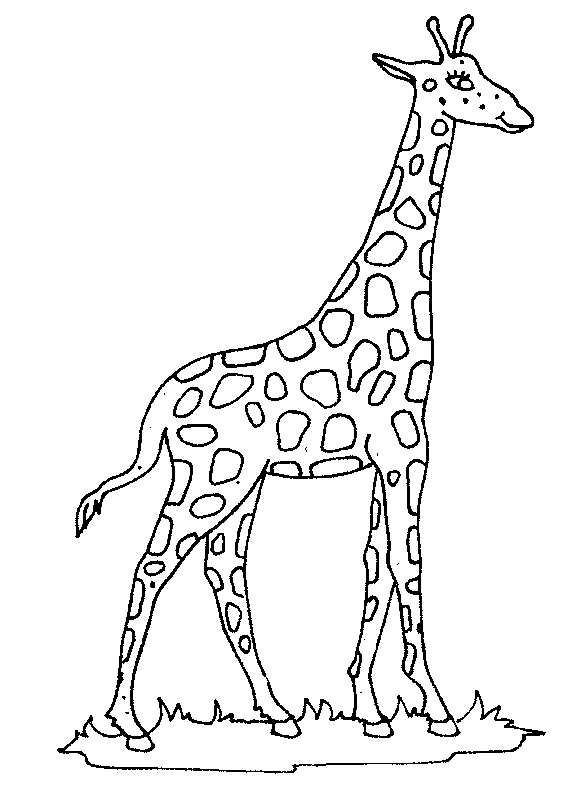 Dessin #13065 - dessin de girafe