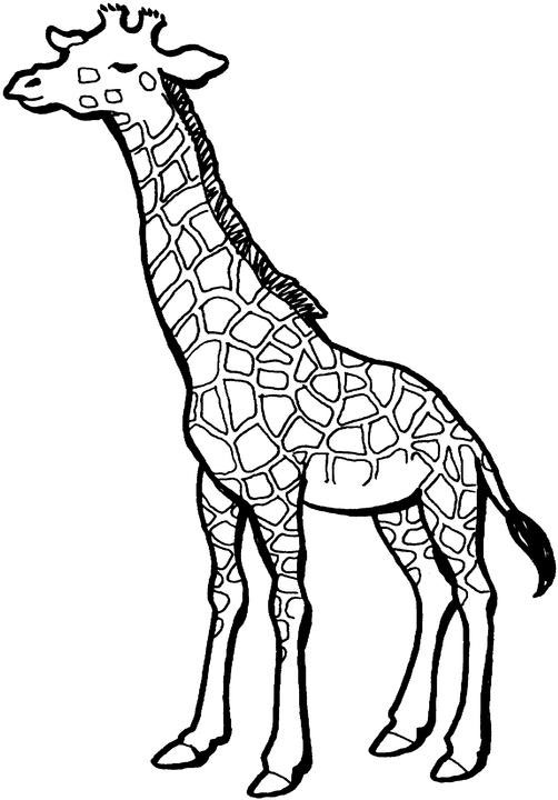 Dessin #13070 - Dessin gratuit de girafe a colorier