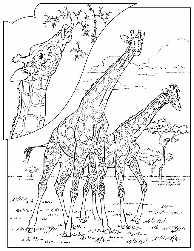 Dessin #13078 - Coloriage girafe a imprimer