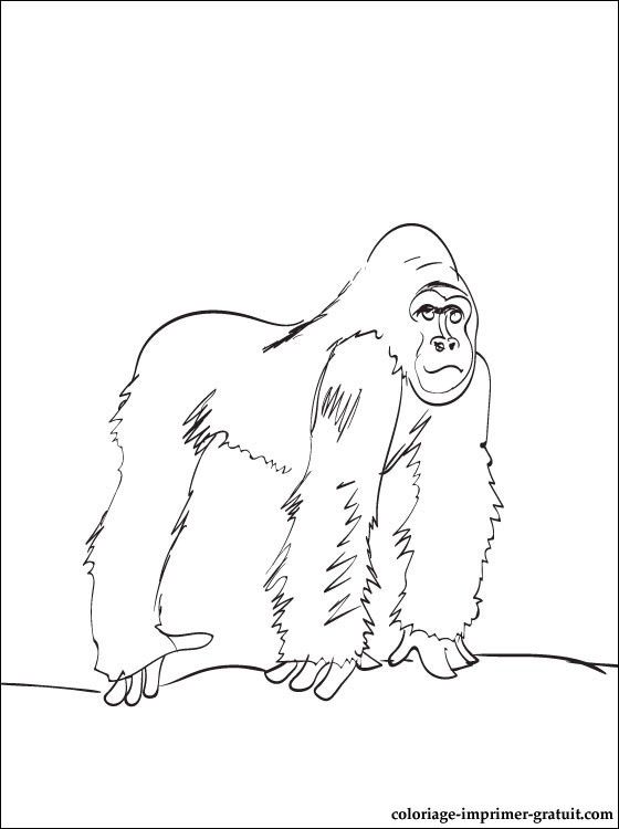 Dessin #13098 - Dessin de gorille