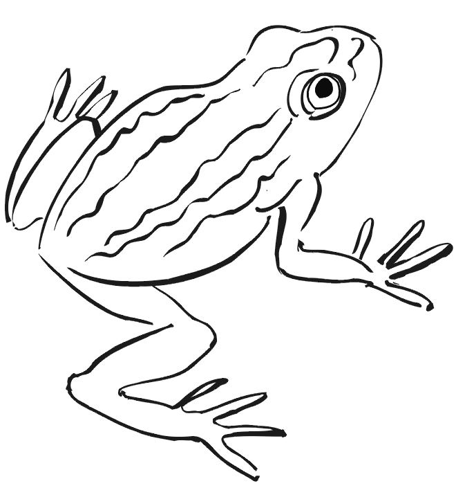 coloriage grenouille