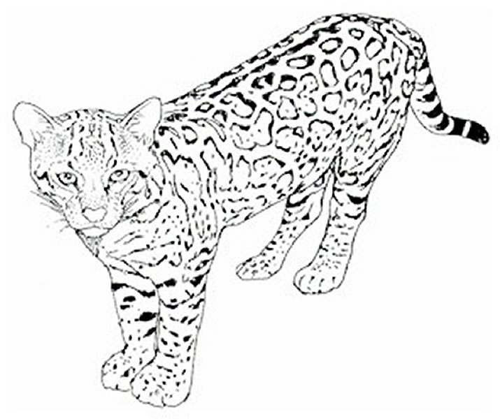 Dessin #13118 - coloriage guepard imprimer et colorier