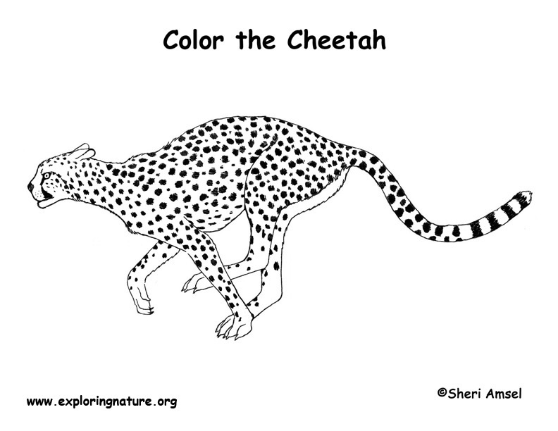 Dessin #13121 - Coloriage guepard gratuit a imprimer