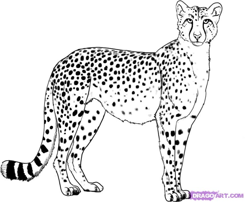 Dessin #13122 - Coloriage de guepard gratuit à imprimer et colorier