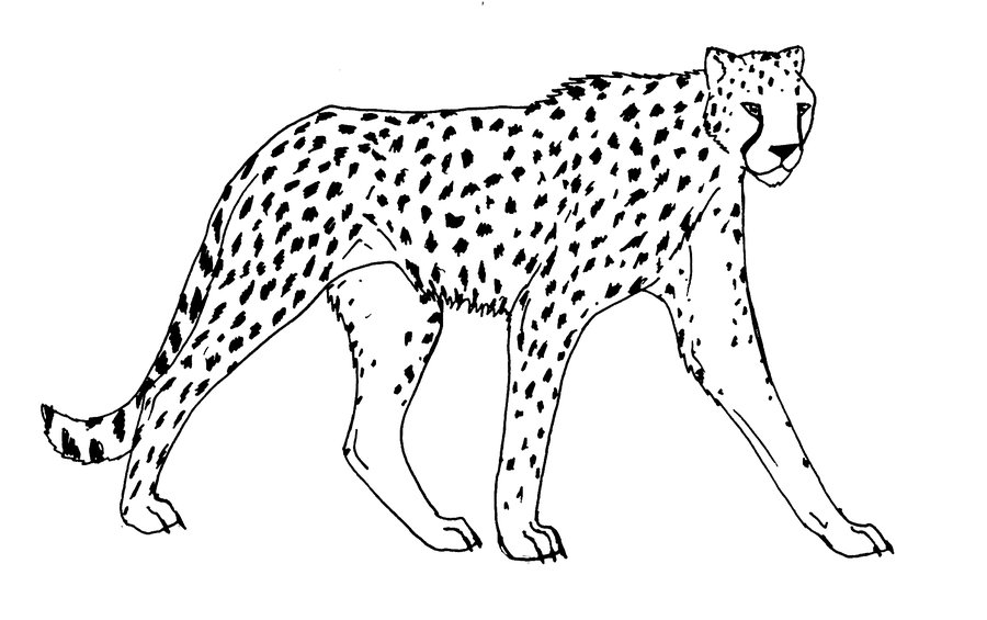 Dessin #13124 - dessin de guepard gratuit