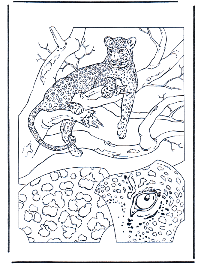 Dessin #13127 - coloriage de guepard gratuit à imprimer