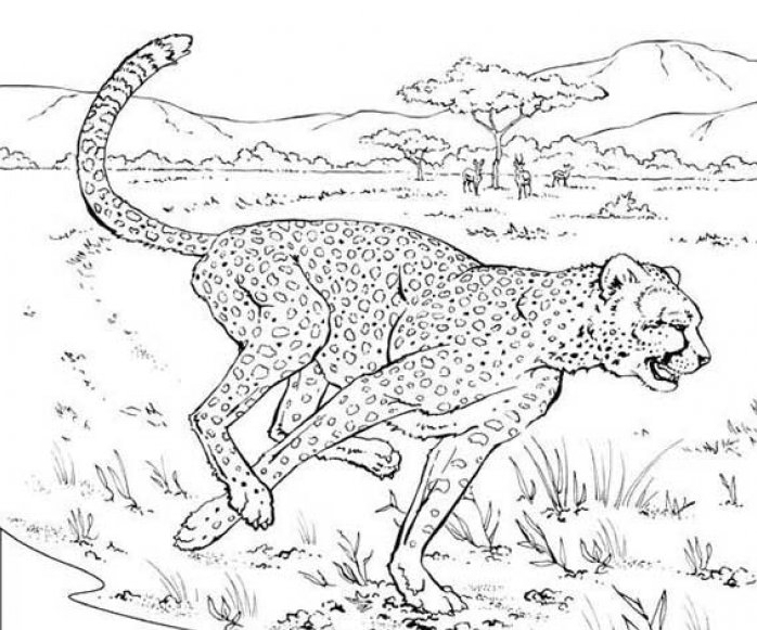 Dessin #13136 - coloriage guepard à imprimer
