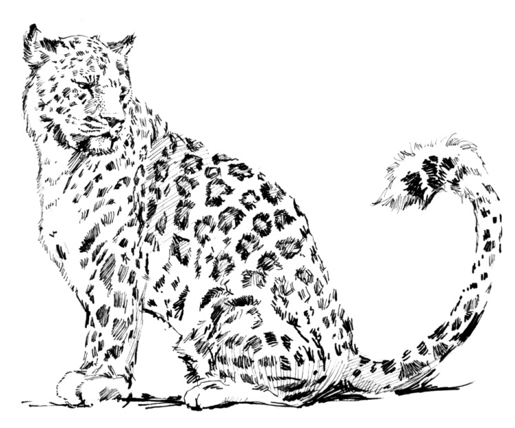 Dessin #13137 - coloriage guepard