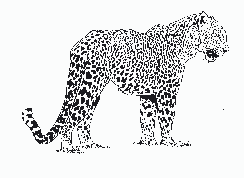 Dessin #13145 - Coloriage guepard à imprimer