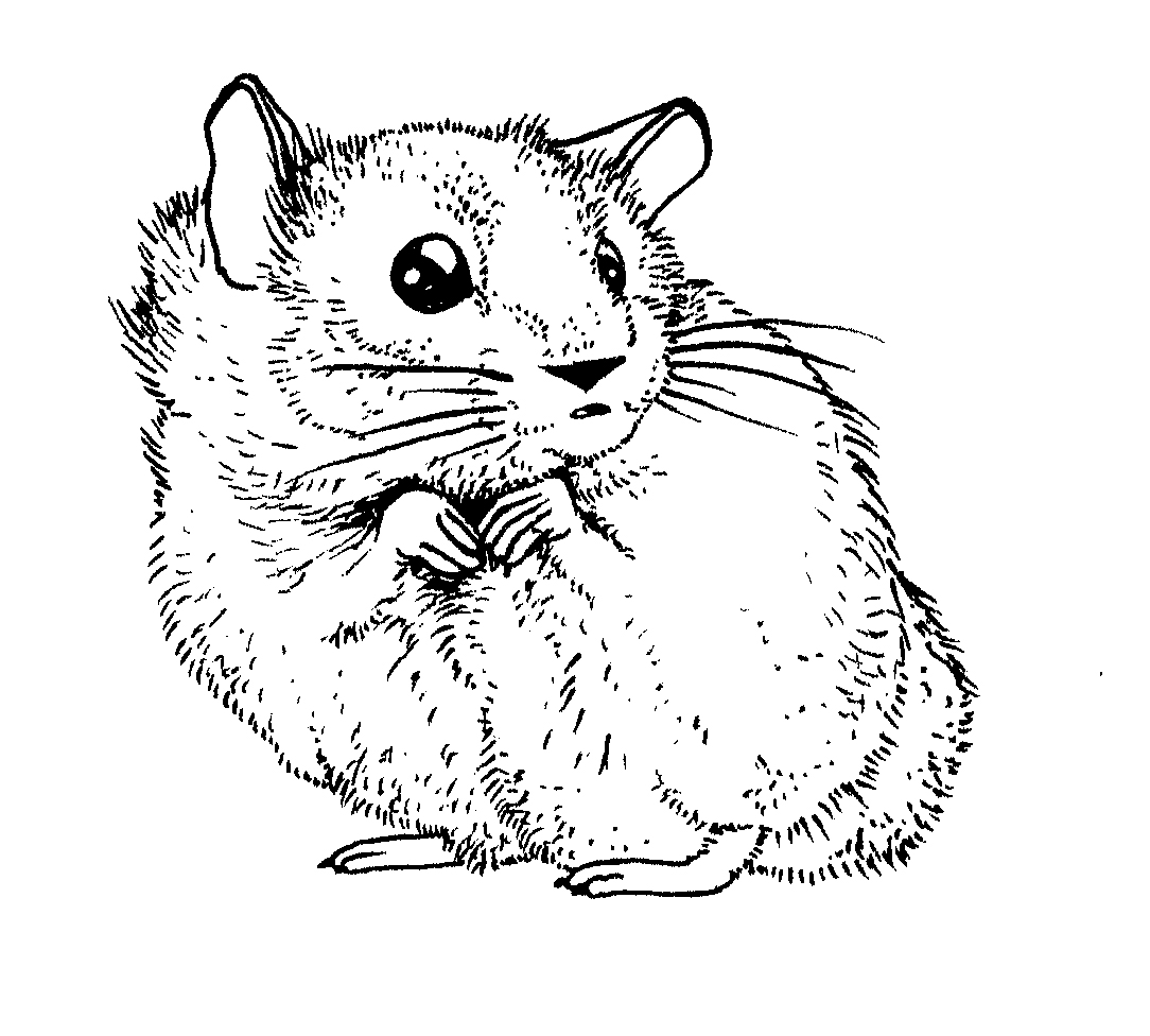 Dessin #13157 - Coloriage hamster gratuit a imprimer