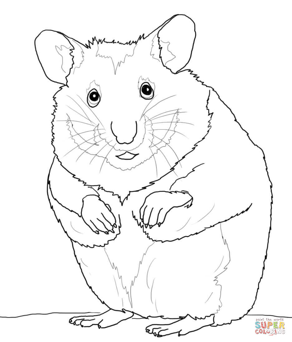 Dessin #13160 - Dessin gratuit hamster a imprimer et colorier