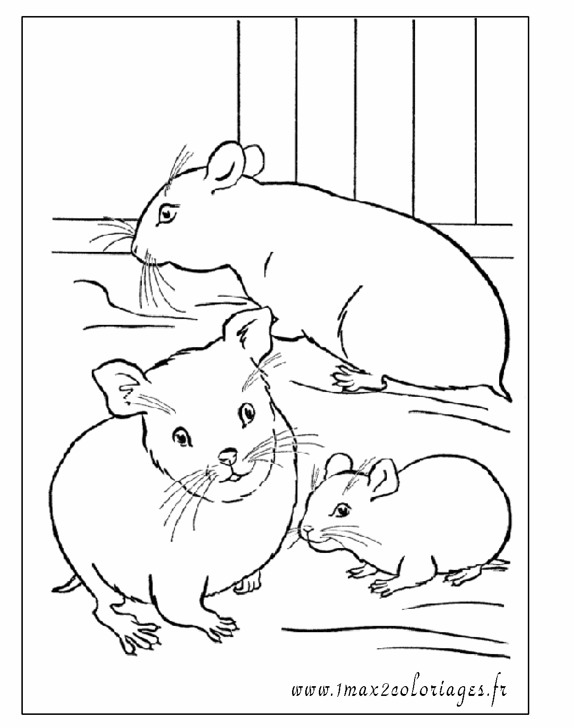 Dessin #13165 - Coloriage hamster
