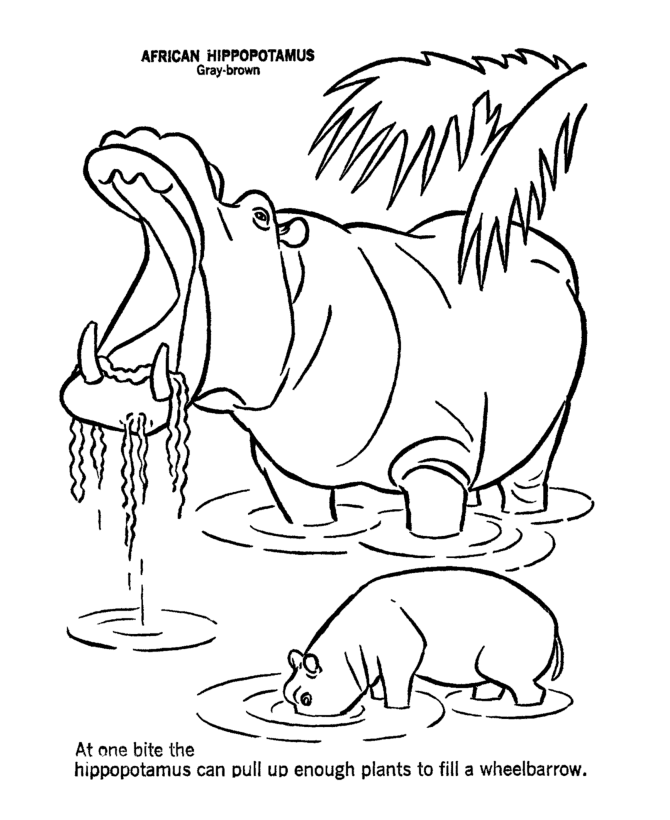 Dessin de hippopotame gratuit à imprimer et colorier