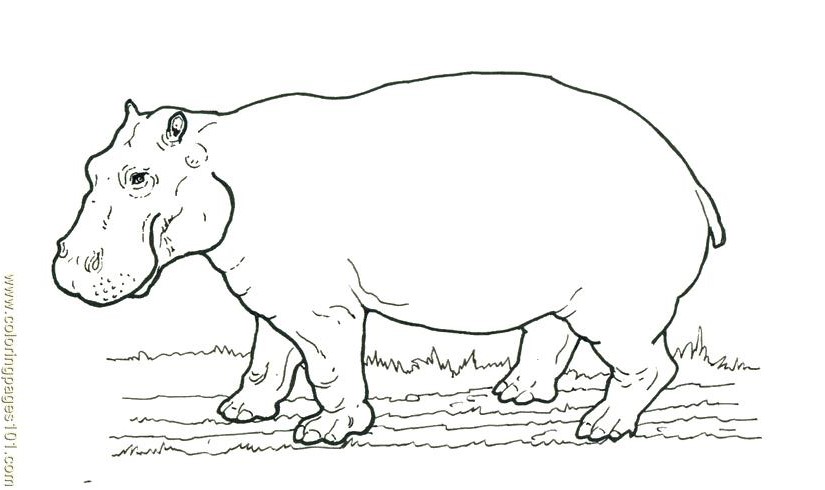 Jeux de coloriage hippopotame
