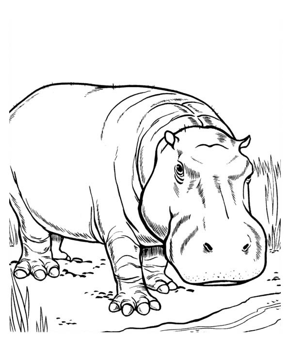 Coloriage de hippopotame gratuit a imprimer