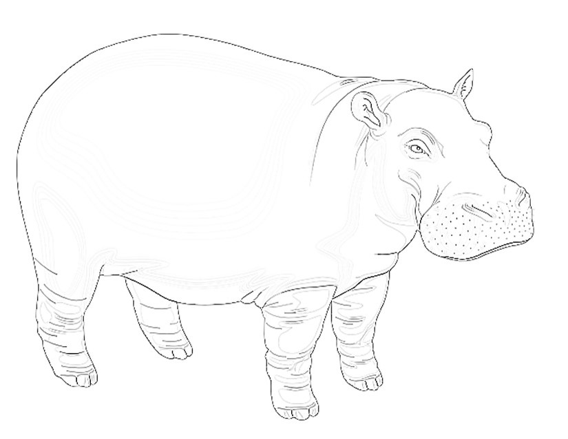 Dessin de hippopotame a colorier et imprimer