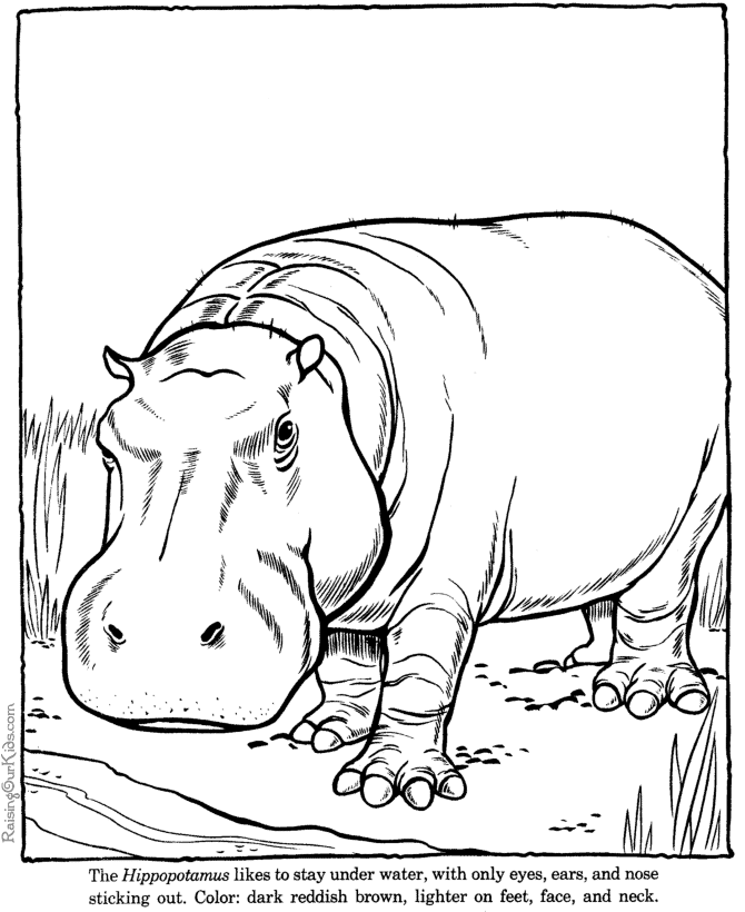 Image de hippopotame a dessiner