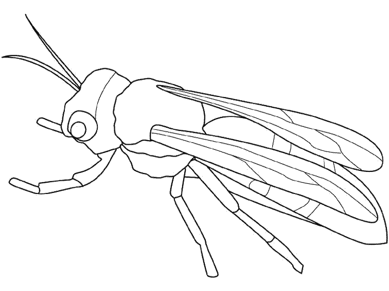 coloriage insecte images