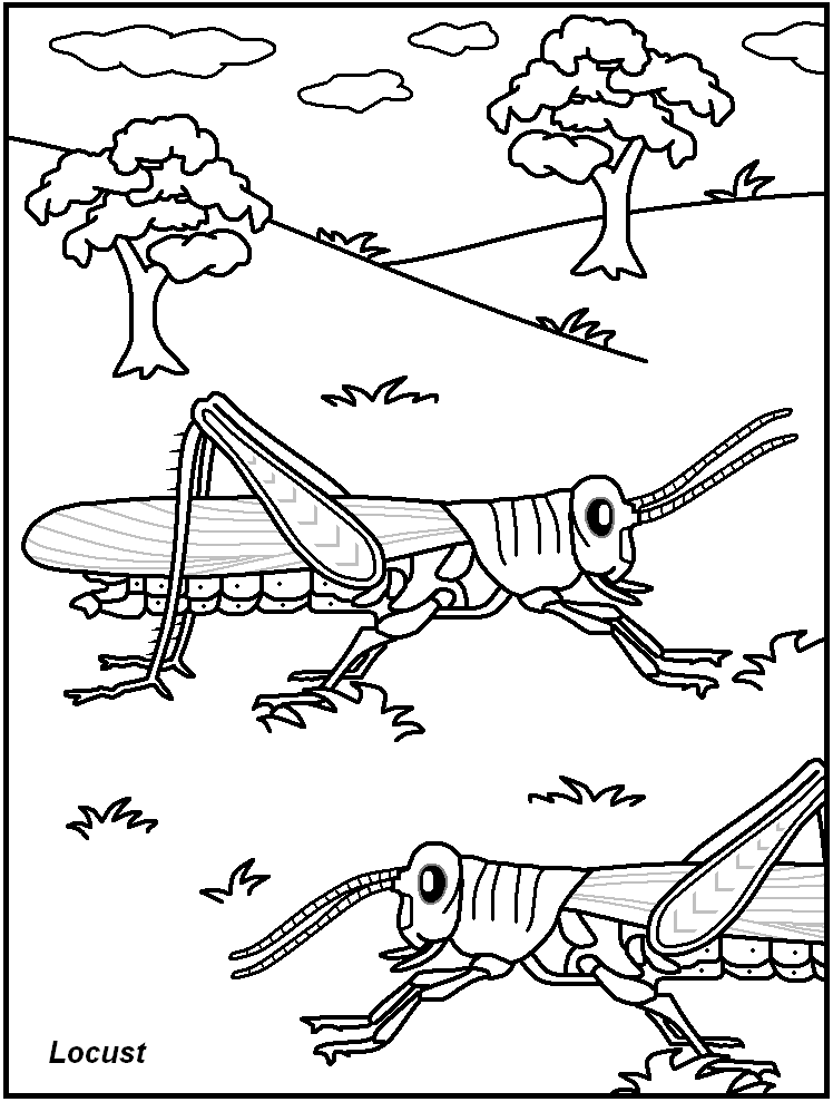 coloriage insects