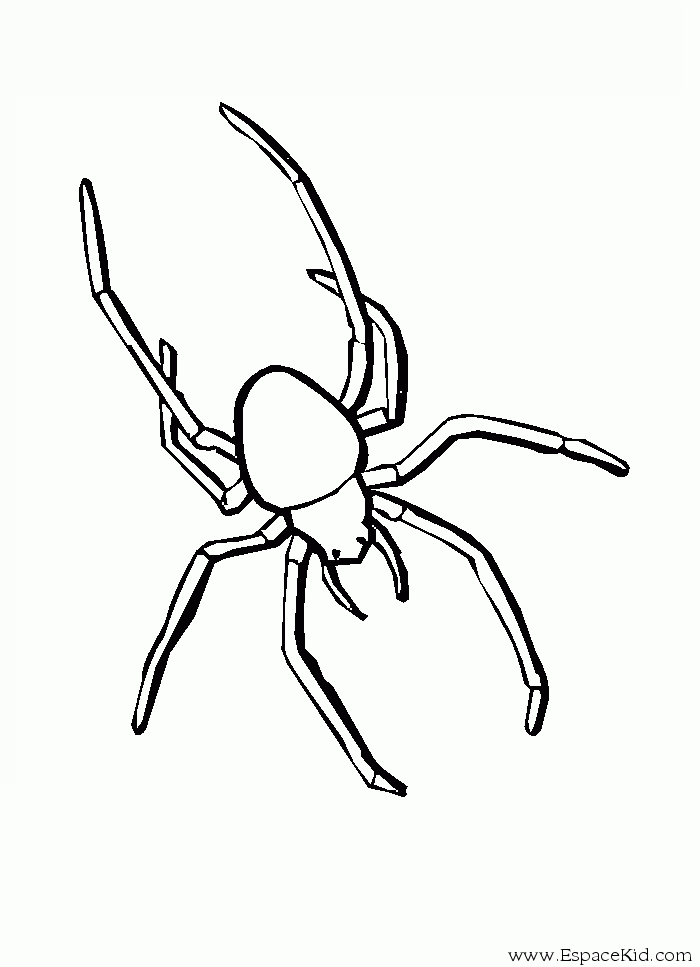 coloriage araignée à imprimer dans les coloriages insecte dessin