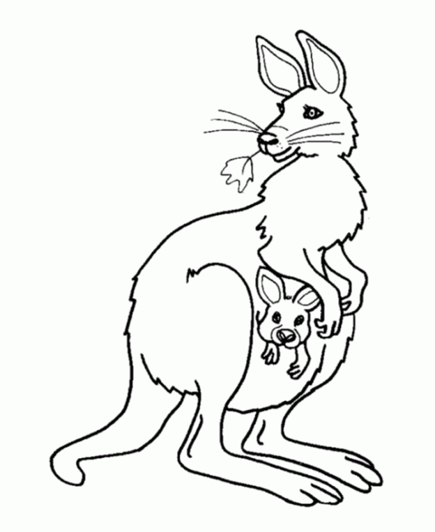 Dessin #13247 - Dessin gratuit de kangourou a imprimer et colorier