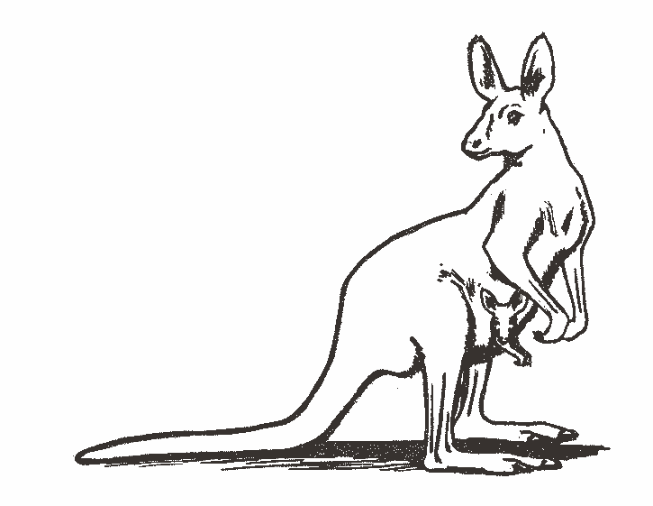 Dessin #13267 - coloriage de kangourou amusant gratuit