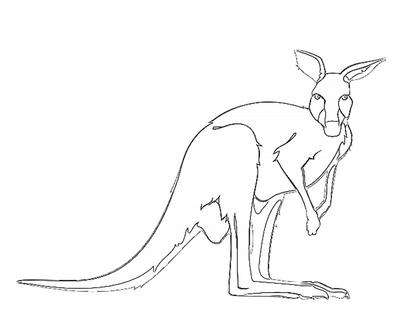 Dessin #13273 - Beau dessin de kangourou a imprimer