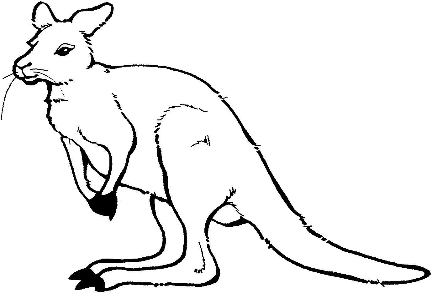 Dessin #13277 - dessin gratuit de kangourou a imprimer et colorier