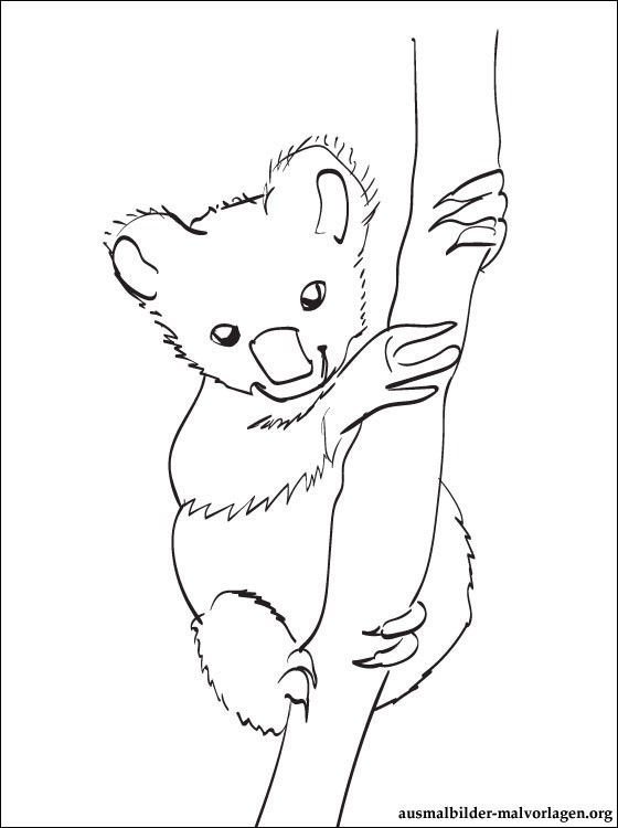 Coloriage koala à imprimer