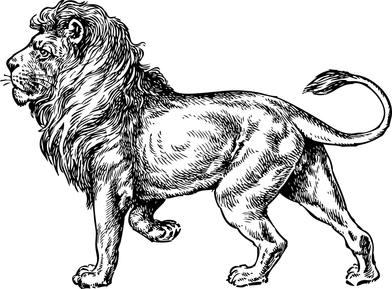coloriage lion   Coloriage de lion imprimer et colorier