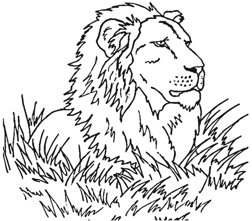 Coloriage de lion imprimer et colorier