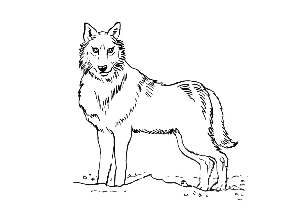 Dessin #13317 - coloriage de loup à imprimer et colorier