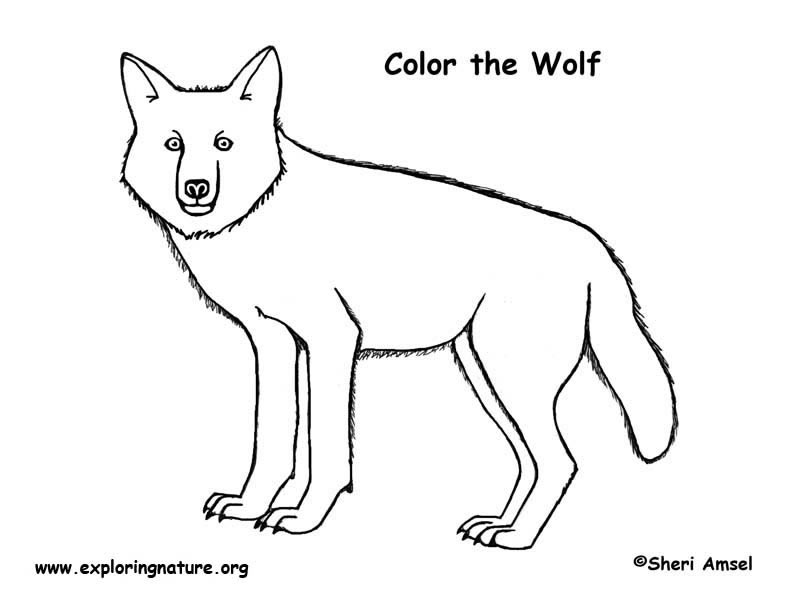 Dessin #13321 - coloriage de loup gratuit à imprimer et colorier
