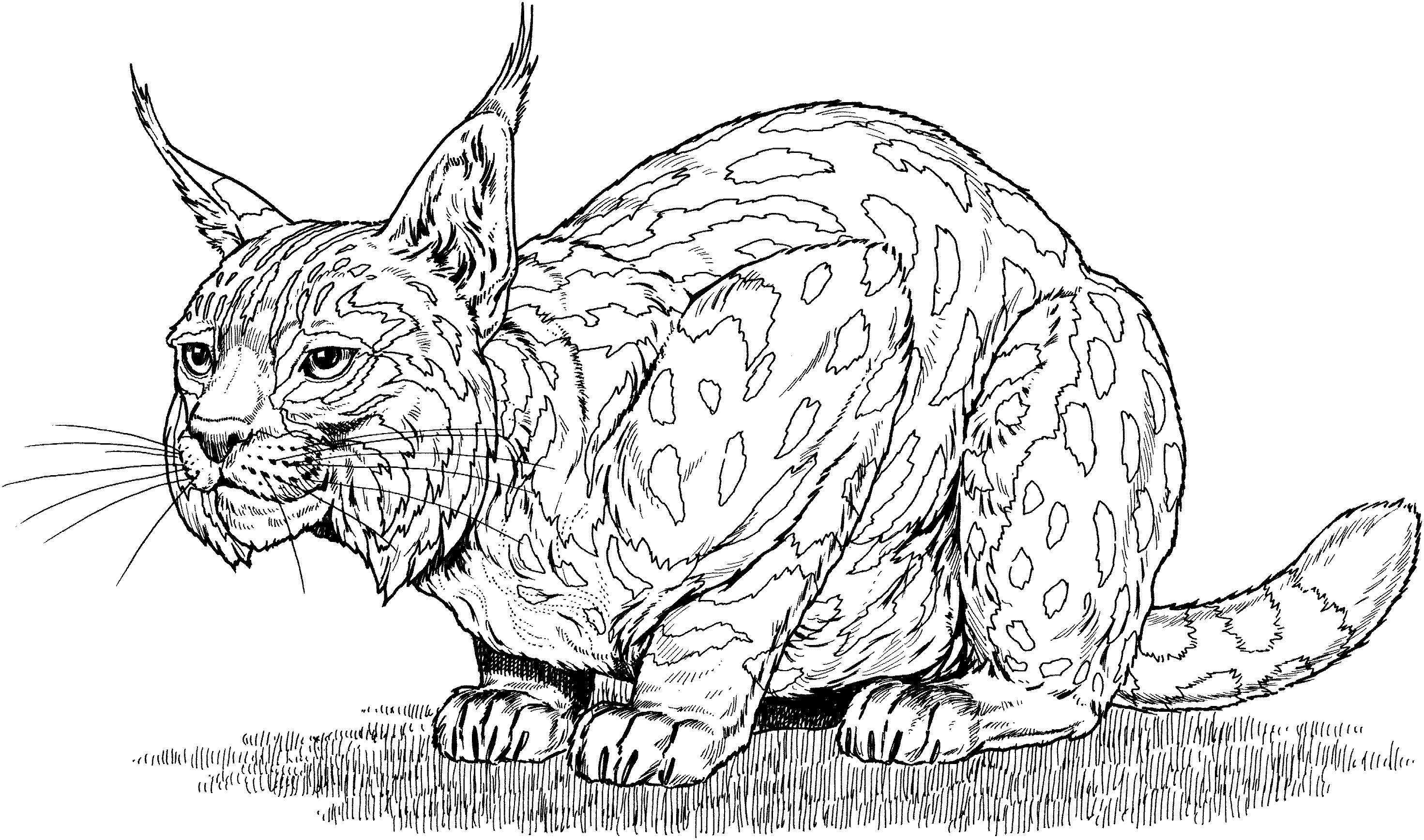 Dessin #13343 - dessin gratuit de lynx a colorier
