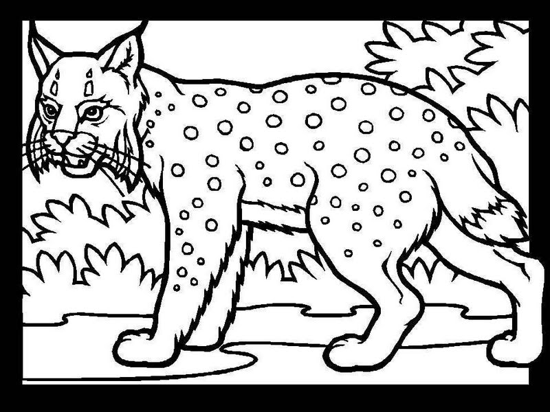 Dessin #13344 - coloriage de lynx 