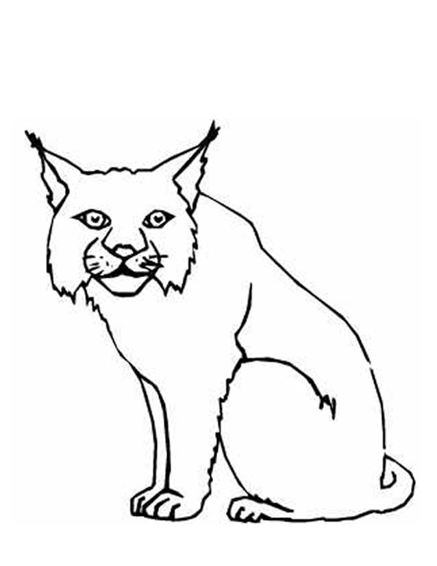 Dessin #13347 - Une belle image de lynx a colorier et imprimer gratuit