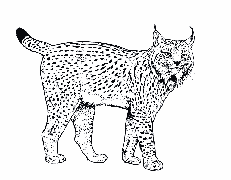 Dessin #13349 - dessin gratuit lynx à imprimer