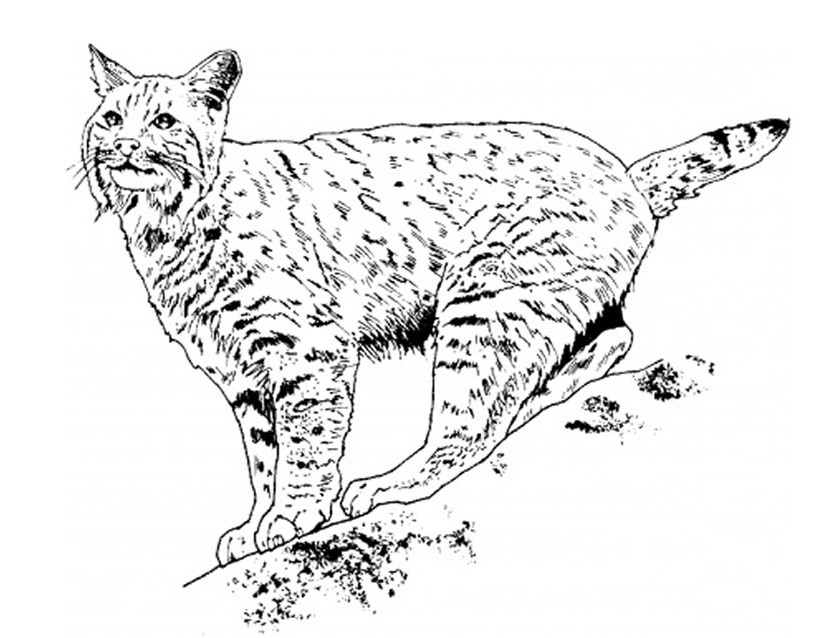 Dessin #13352 - coloriage de lynx à imprimer