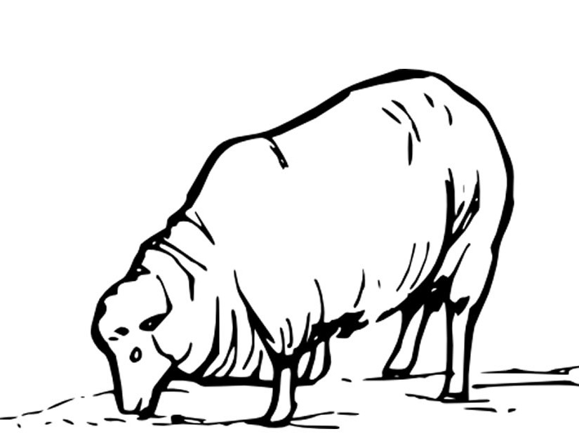Dessin #13427 - jolie image de mouton a imprimer et colorier