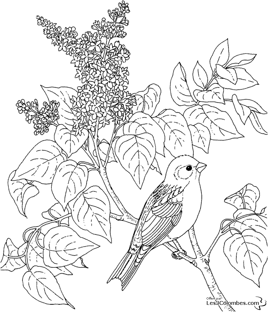 california state bird coloring pages - photo #29
