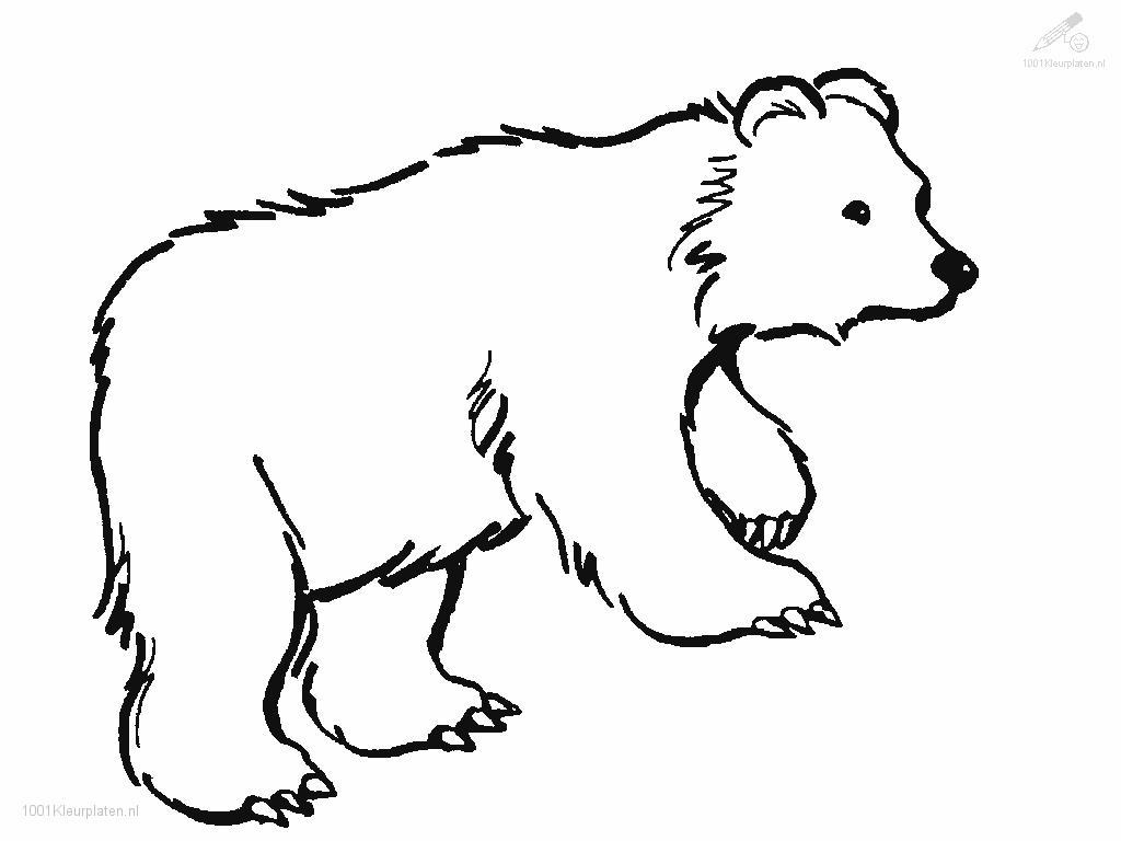 Dessin #13468 - dessin gratuit de ours a colorier