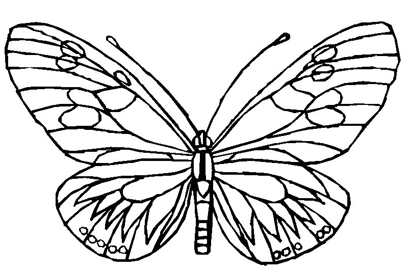 Coloriage papillon imprimer et colorier